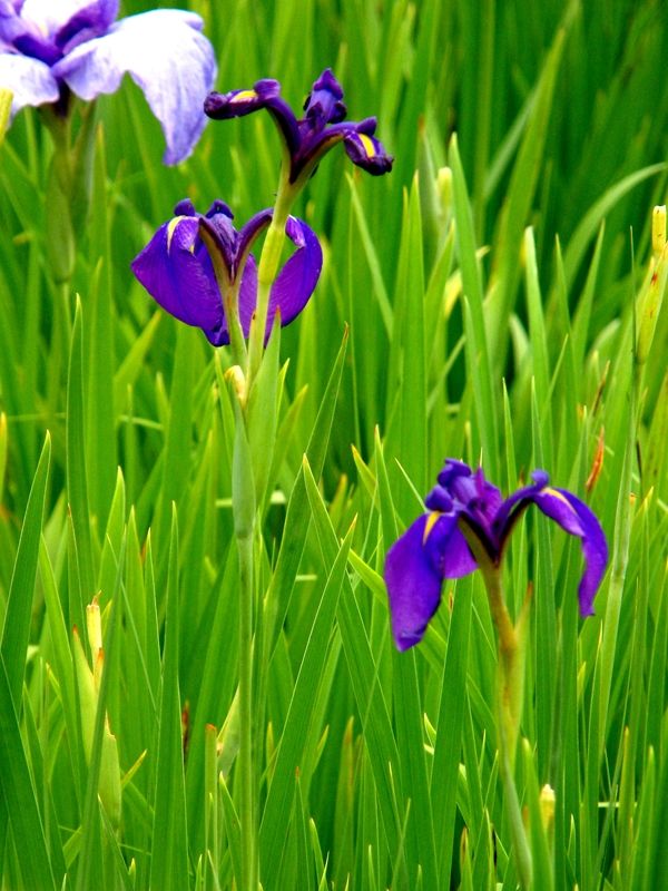 北山公園の菖蒲と八国山散策 ３ ３ 感じたまま