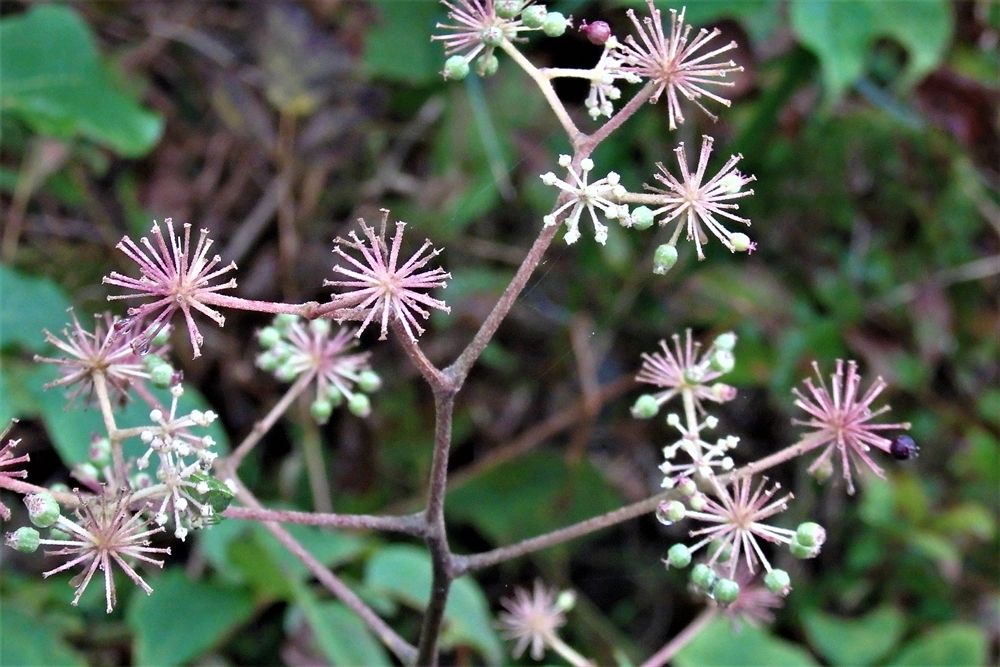 箱根湿性花園１ ４ 感じたまま