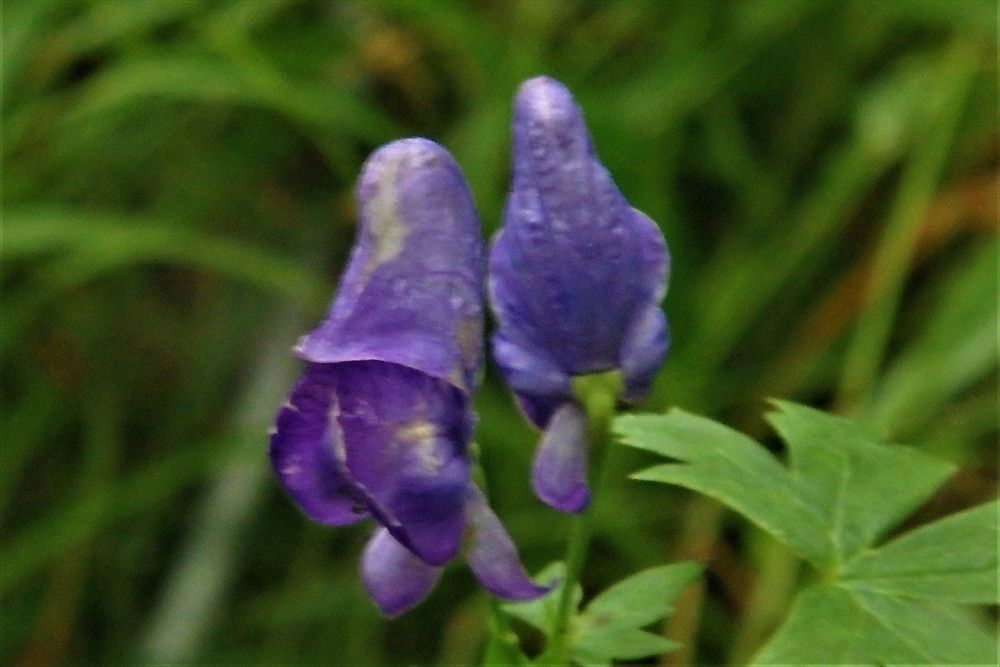 箱根湿性花園４ ４ 感じたまま