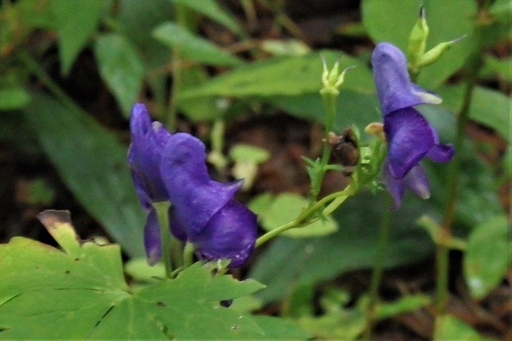 箱根湿性花園4 4 感じたまま 箱根湿性花園4 4 感じたまま