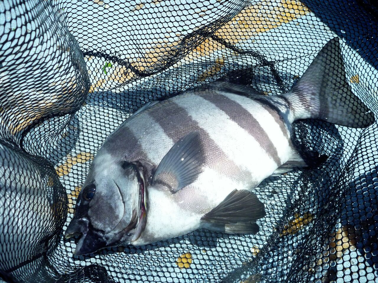 釣れれば何でも楽しいのだけれど 九州を釣ろう 釣れれば何でも楽しいのだけれど 九州を釣ろう