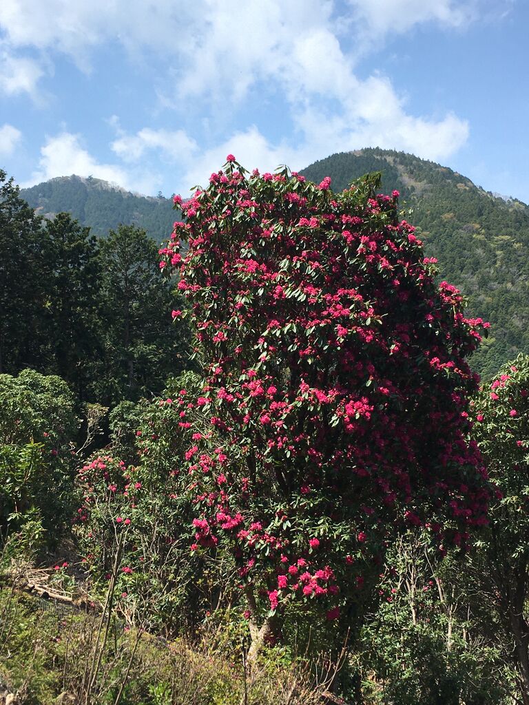 天城グリーンガーデンのシャクナゲ 花と温泉