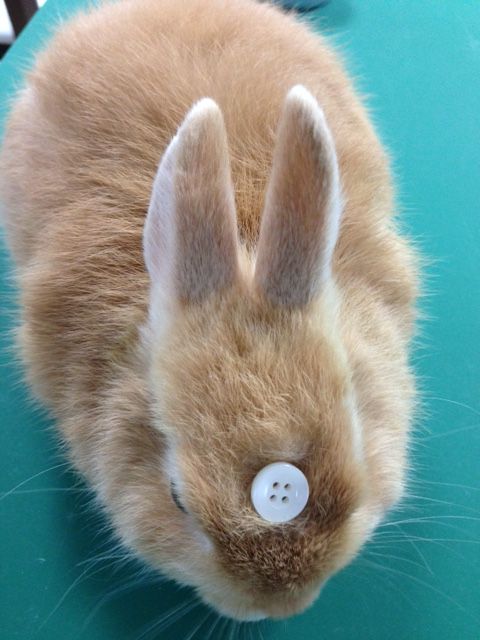 頭にボタンがついたうさぎ ほたてだってうさぎ 頭にボタンがついたうさぎ ほたてだってうさぎ