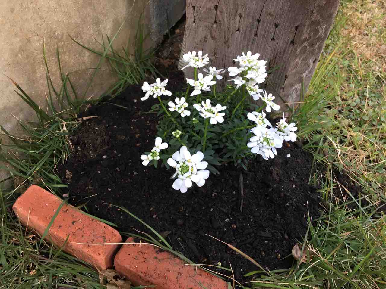 ジョイフル本田で花を買う Caprice