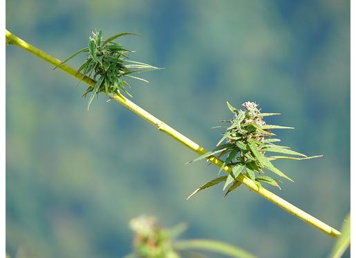 610 バッズの綱渡り Mellow Yellow 840