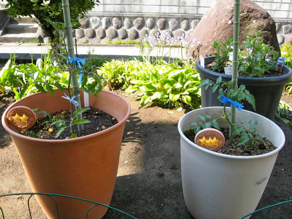 ショコラの作り方 南天からトマト