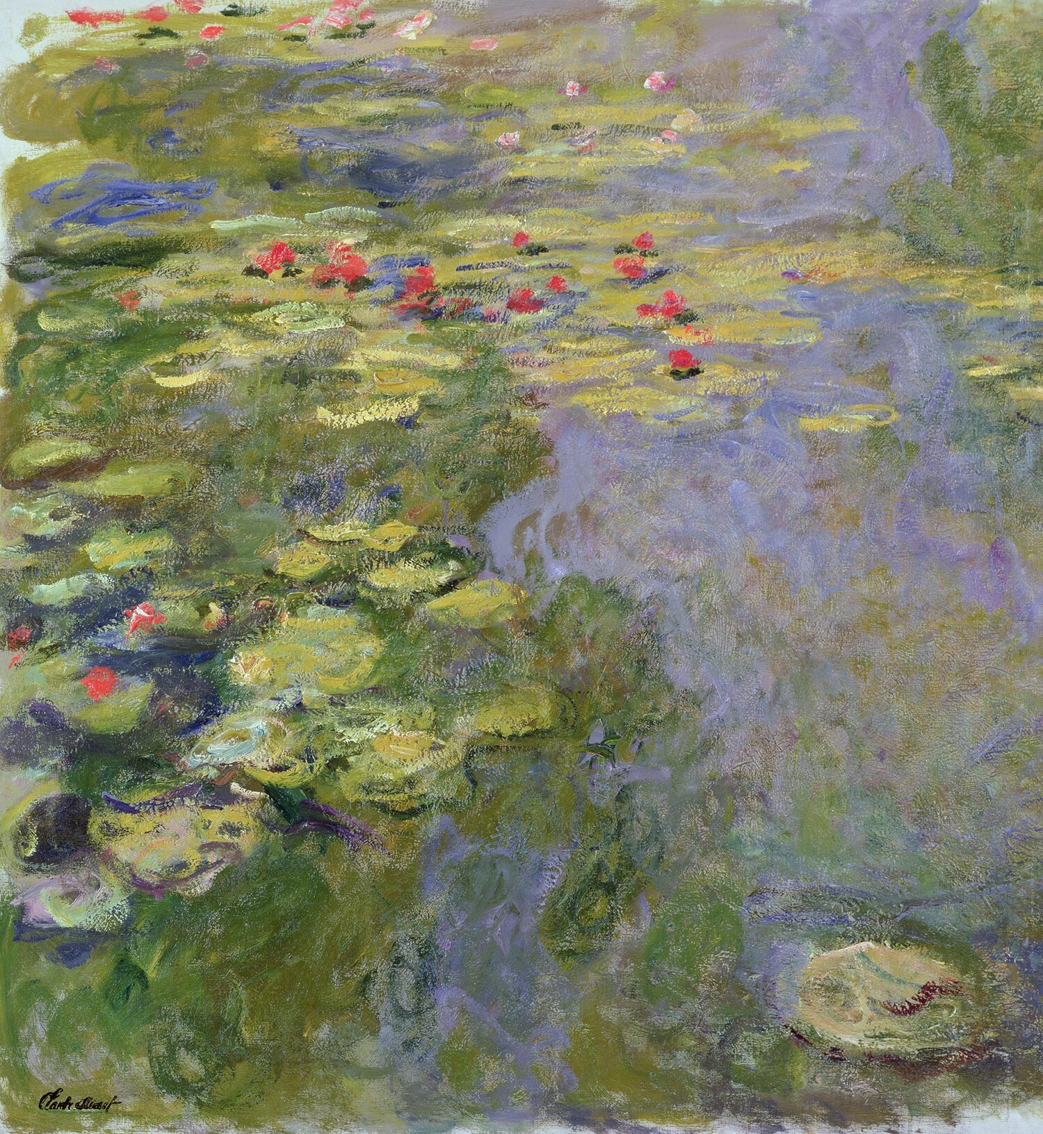 睡蓮の花が咲く池