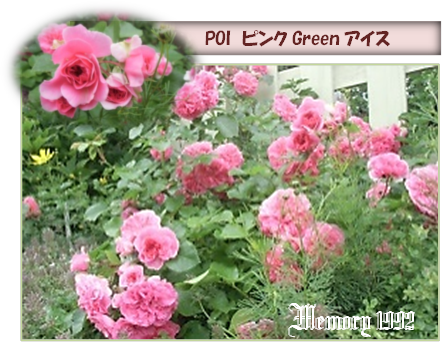 アイスPOIピンクGreen