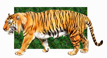動物画像無料 最高かつ最も包括的な虎 イラスト リアル