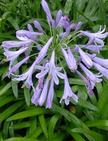 IMG_20200704_070011