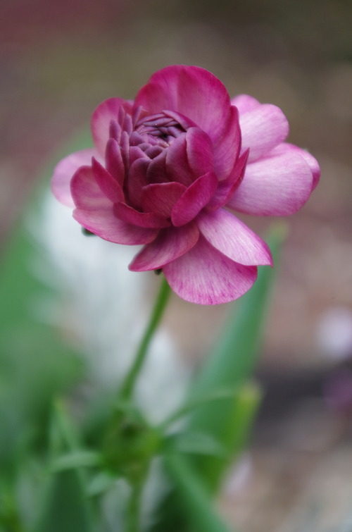 IMGP1398
