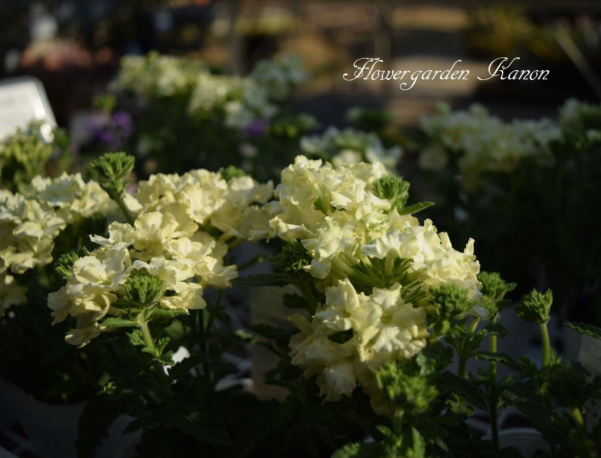 気になった花は フラワーガーデン花音