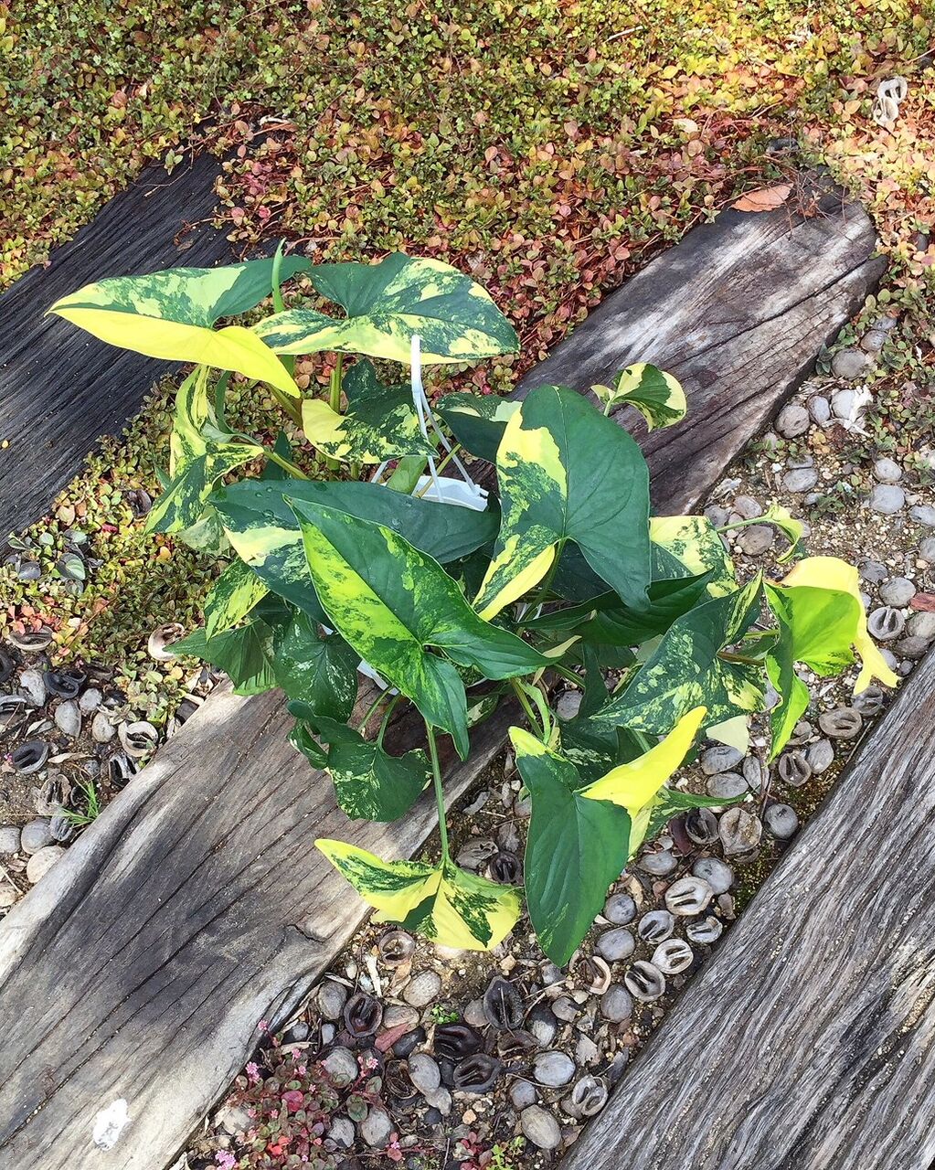 ワイヤープランツ フラワーガーデン花音