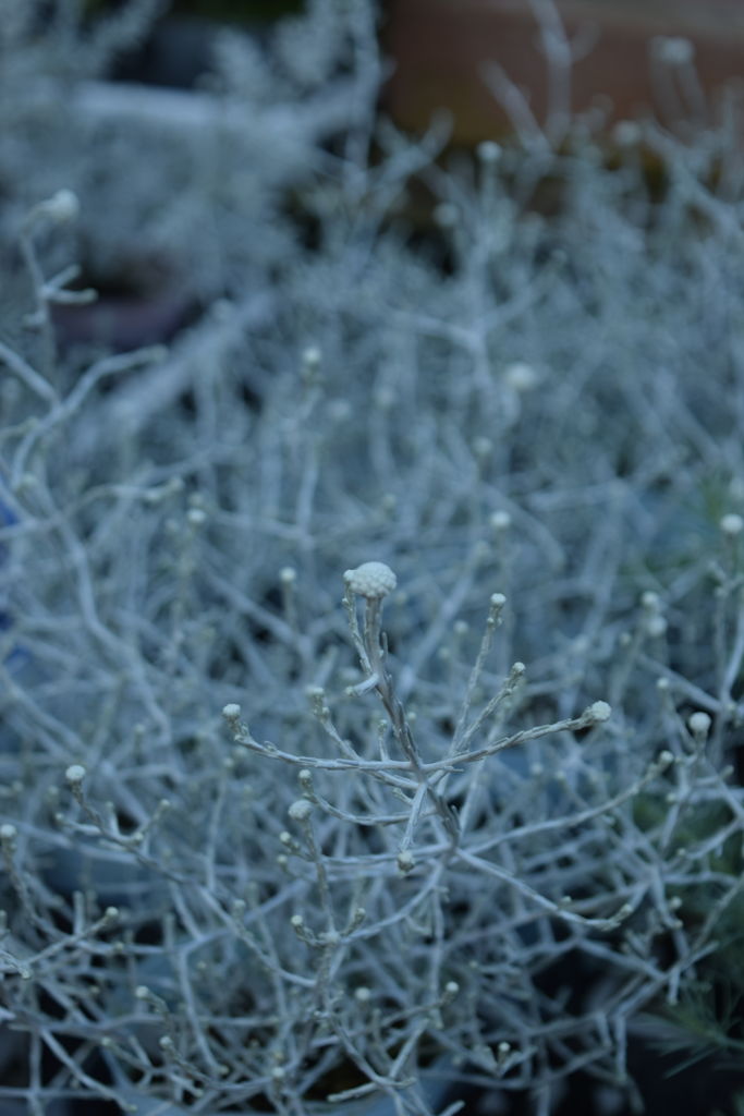 寄せ植えや花壇を明るくするシルバーリーフ フラワーガーデン花音