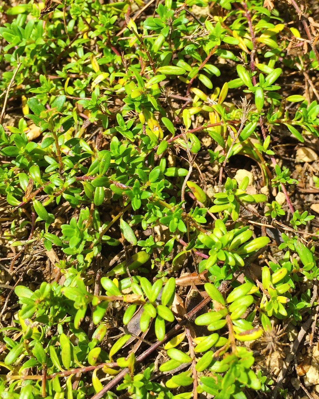 庭木 フラワーガーデン花音