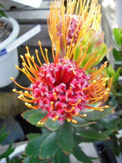 いろんな色の花 フラワーガーデン花音