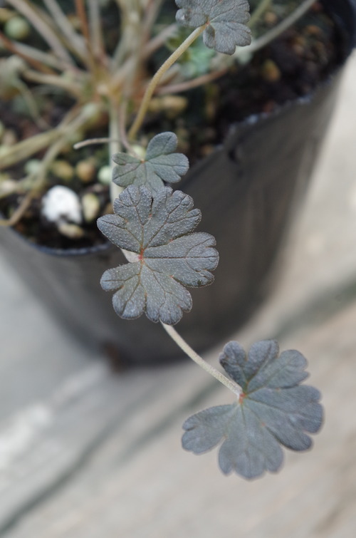 IMGP0376