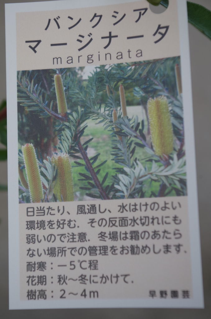 世界一のビンカ生産者北島和幸さんを迎えてビンカギャザリングlesson募集start フラワーガーデン花音 世界一のビンカ生産者北島和幸さんを迎えてビンカギャザリングlesson募集start フラワーガーデン花音
