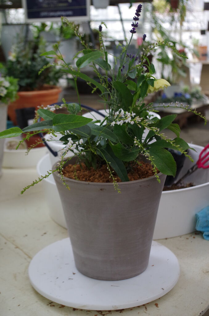 いよいよ始動 ギャザリングテクニカルコース 第1回目 背の高い植物を生かすナチュラルスタイルlessonの巻 フラワーガーデン花音