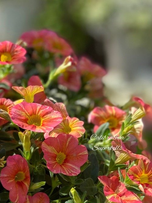 79A10BCF-46A4-41FB-AC81-D527139B34CB