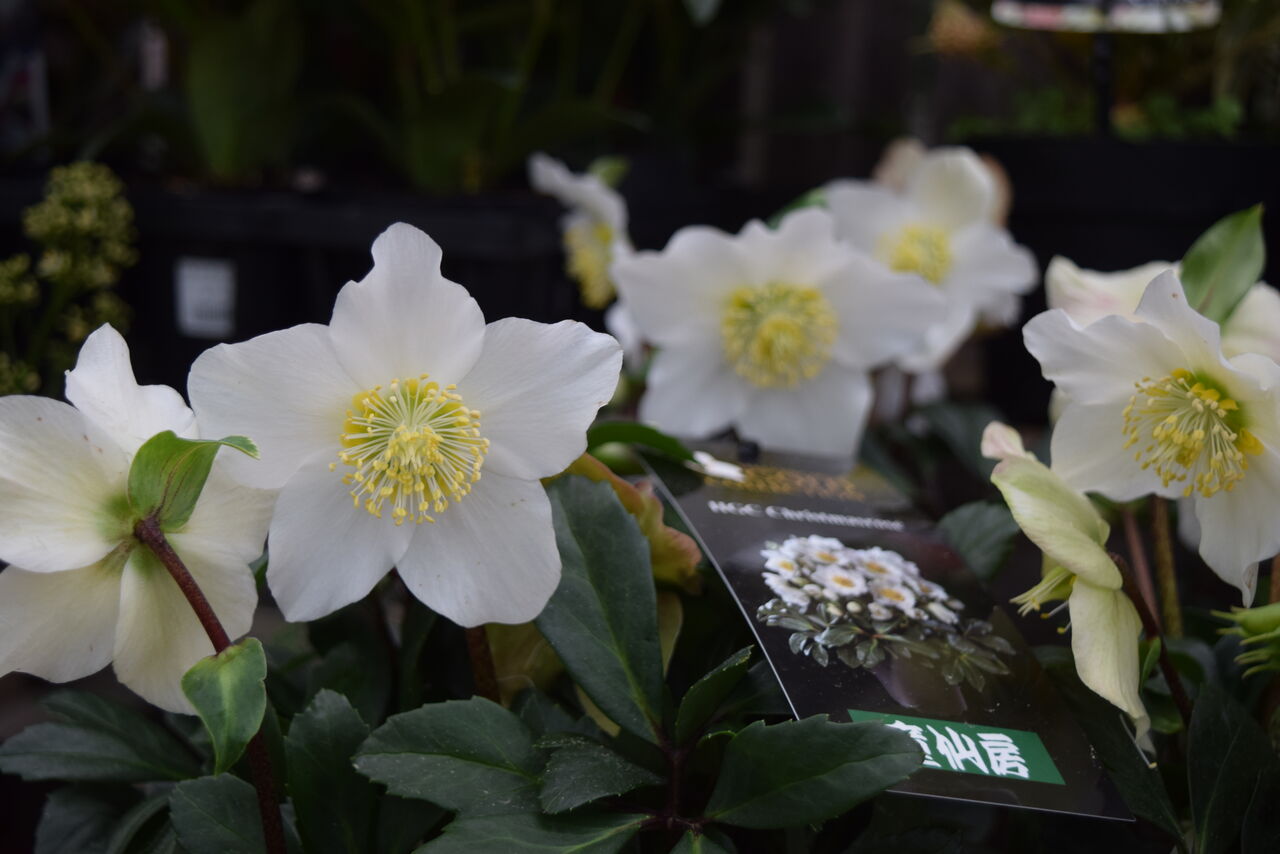 花付きのクリスマスローズ入りました フラワーガーデン花音