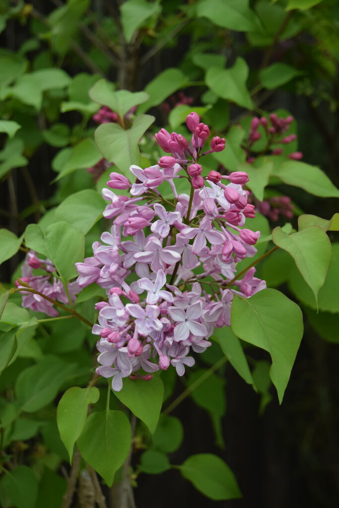 ライラックやモッコウバラが咲き始めました フラワーガーデン花音