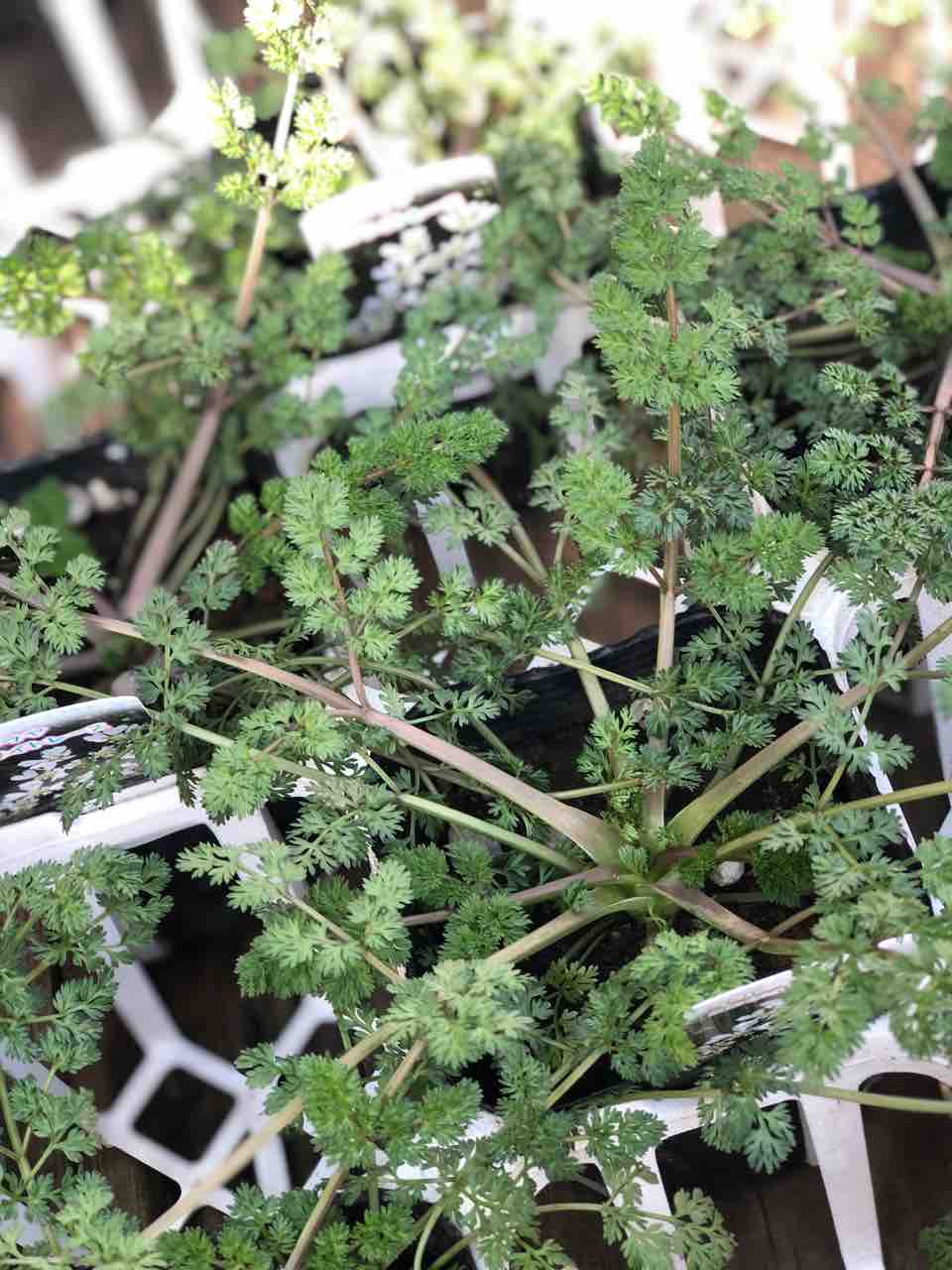 野原ににあいそう フラワーガーデン花音