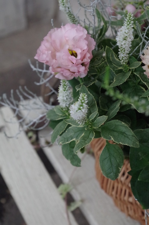 IMGP7963