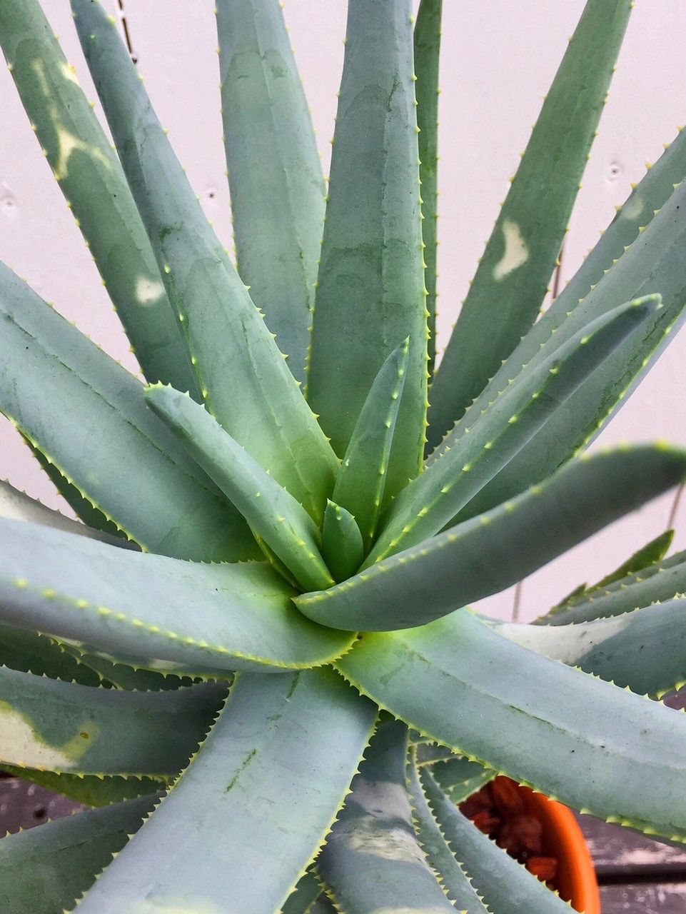 極私的アロエのtwo Top フラワーガーデン花音 極私的アロエのtwo Top フラワーガーデン花音