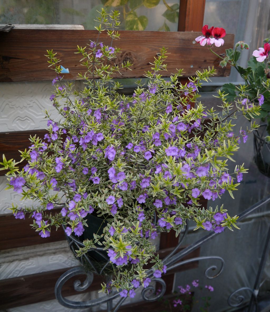 青くて小さな花たち フラワーガーデン花音