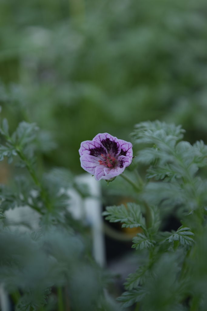 花は小さいけど可愛いです フラワーガーデン花音