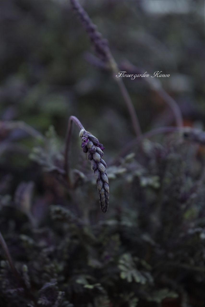 銅葉ラベンダー フラワーガーデン花音