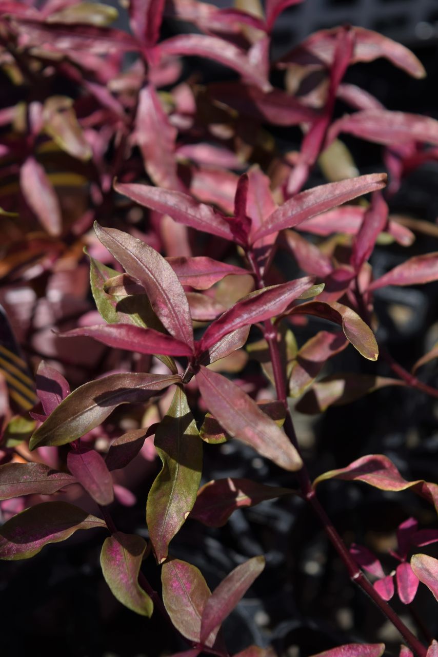 部分的に植え替えするには丈夫なカラーリーフで フラワーガーデン花音
