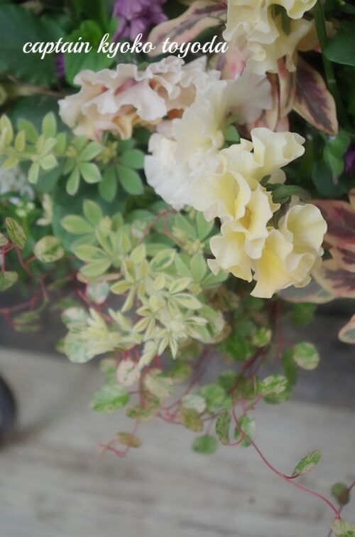 トヨダblog フラワーガーデン花音