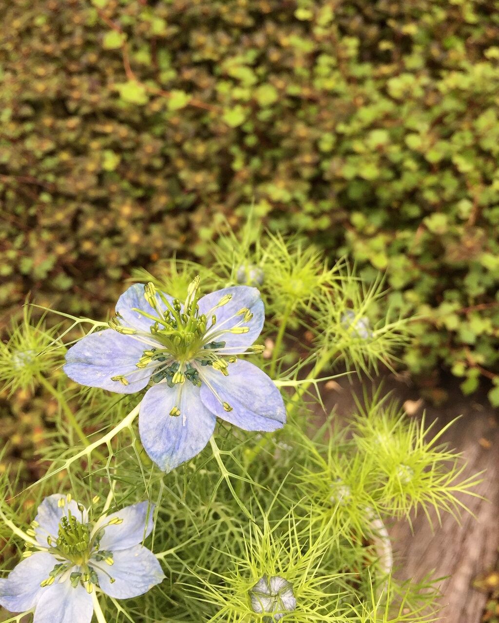 イベリス フラワーガーデン花音