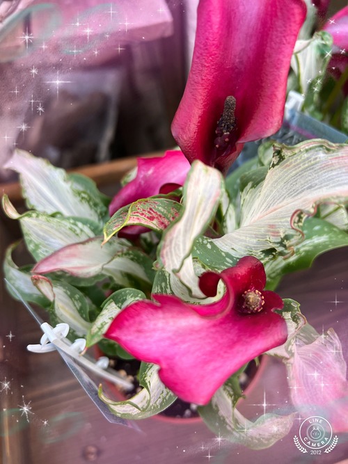 FBB5109D-E69B-4ECB-8AB1-CF5C2E93CF41