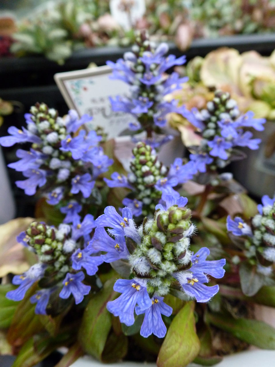 スタッフとして個人的に好きな花 フラワーガーデン花音 スタッフとして個人的に好きな花 フラワーガーデン花音