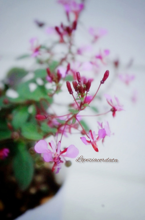 InShot_20220215_201125716