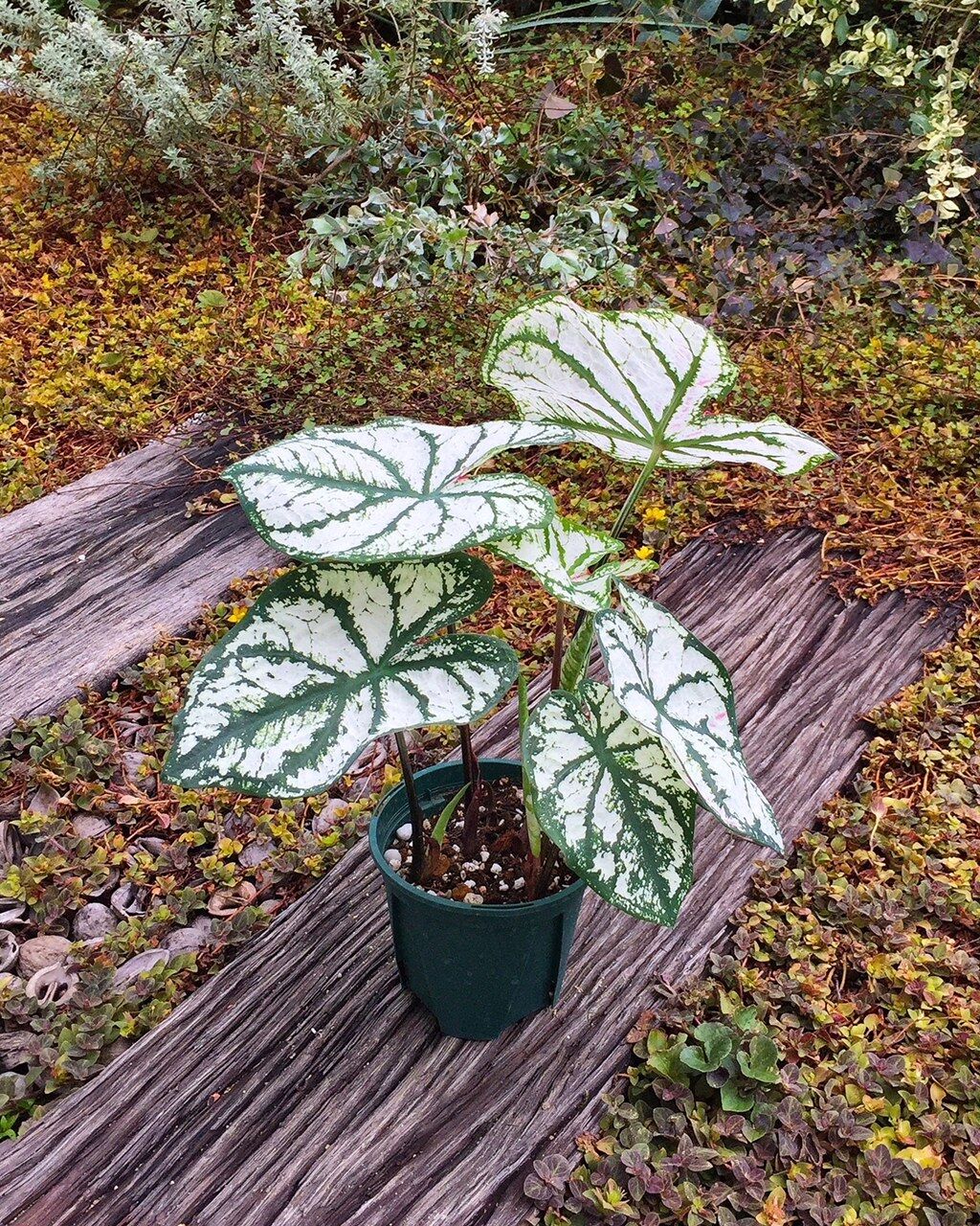 観葉植物 フラワーガーデン花音