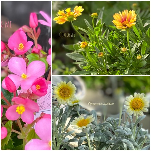 少しずつ 秋のお花が フラワーガーデン花音