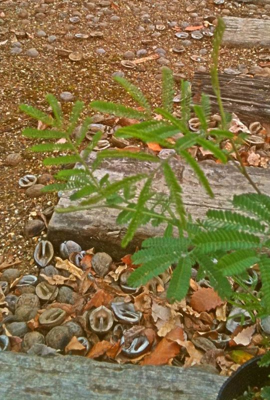 そろそろアカシアを植えたいのですが フラワーガーデン花音 そろそろアカシアを植えたいのですが フラワーガーデン花音