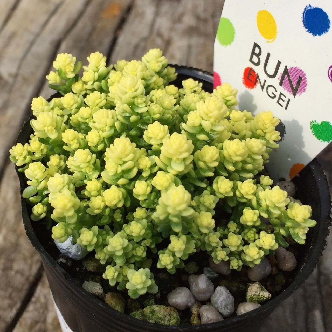 ポット セダム アクレアウレウムbの通販 By さっちゃん S Shop ラクマ アクレアウ