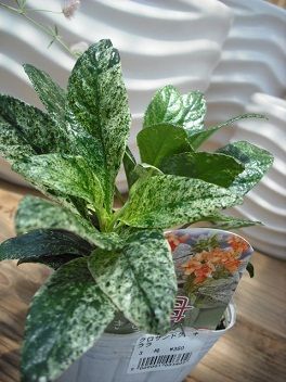 DSCF1006 55