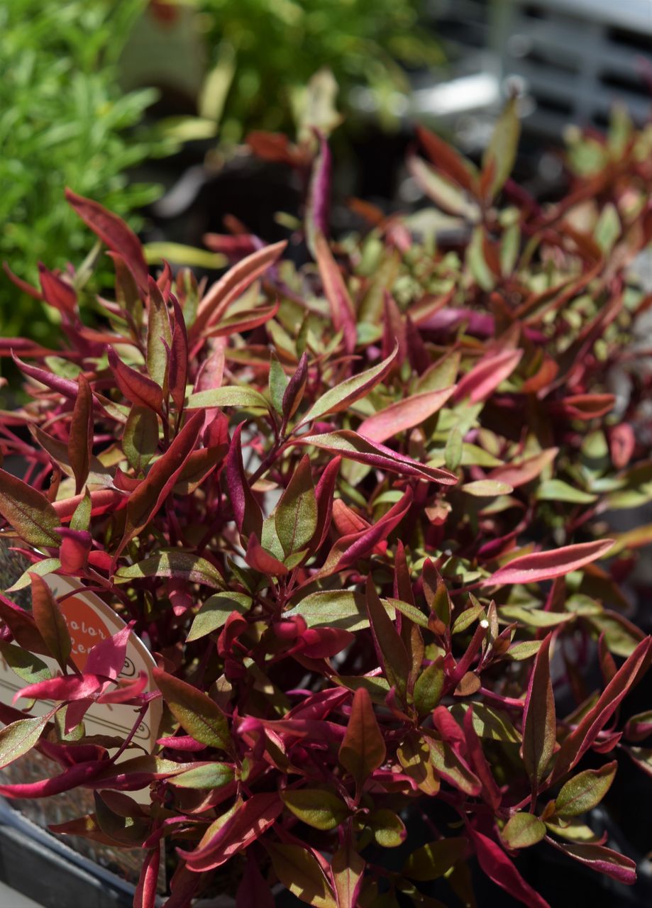 部分的に植え替えするには丈夫なカラーリーフで フラワーガーデン花音