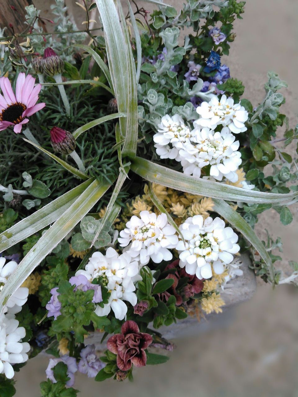 17春 花音のギャザリング時間startしてます 本日はどんなギャザリングかな フラワーガーデン花音