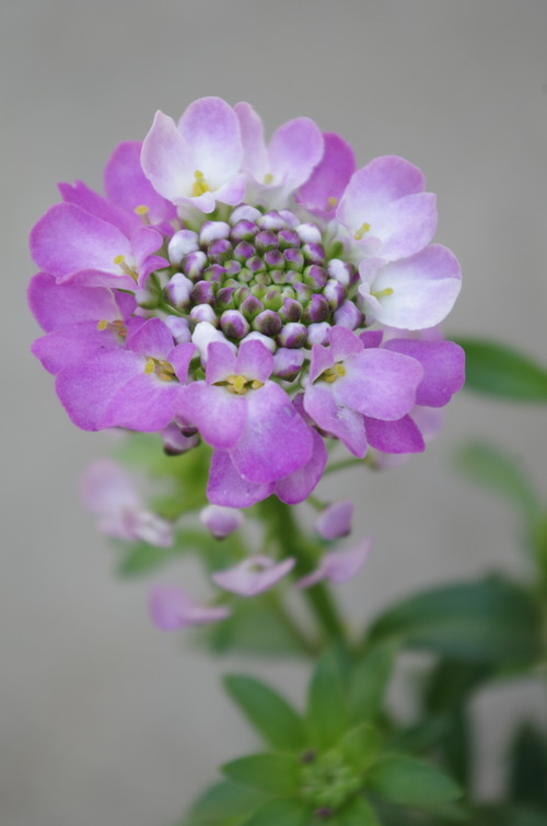IMGP4795
