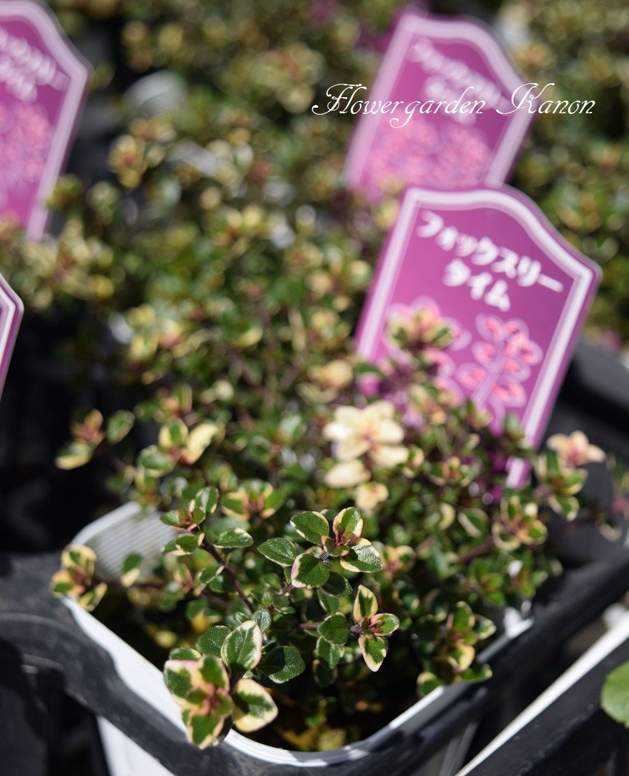 春 カラーリーフが元気です フラワーガーデン花音