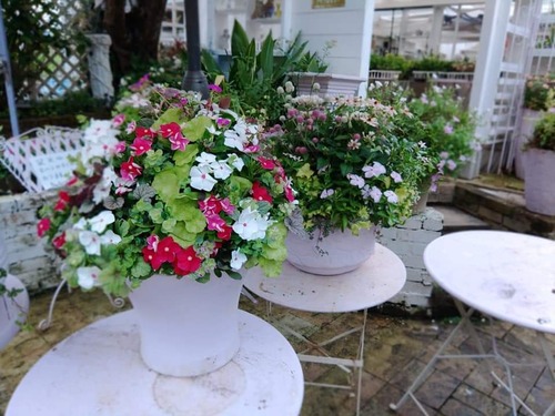 トヨダblog フラワーガーデン花音