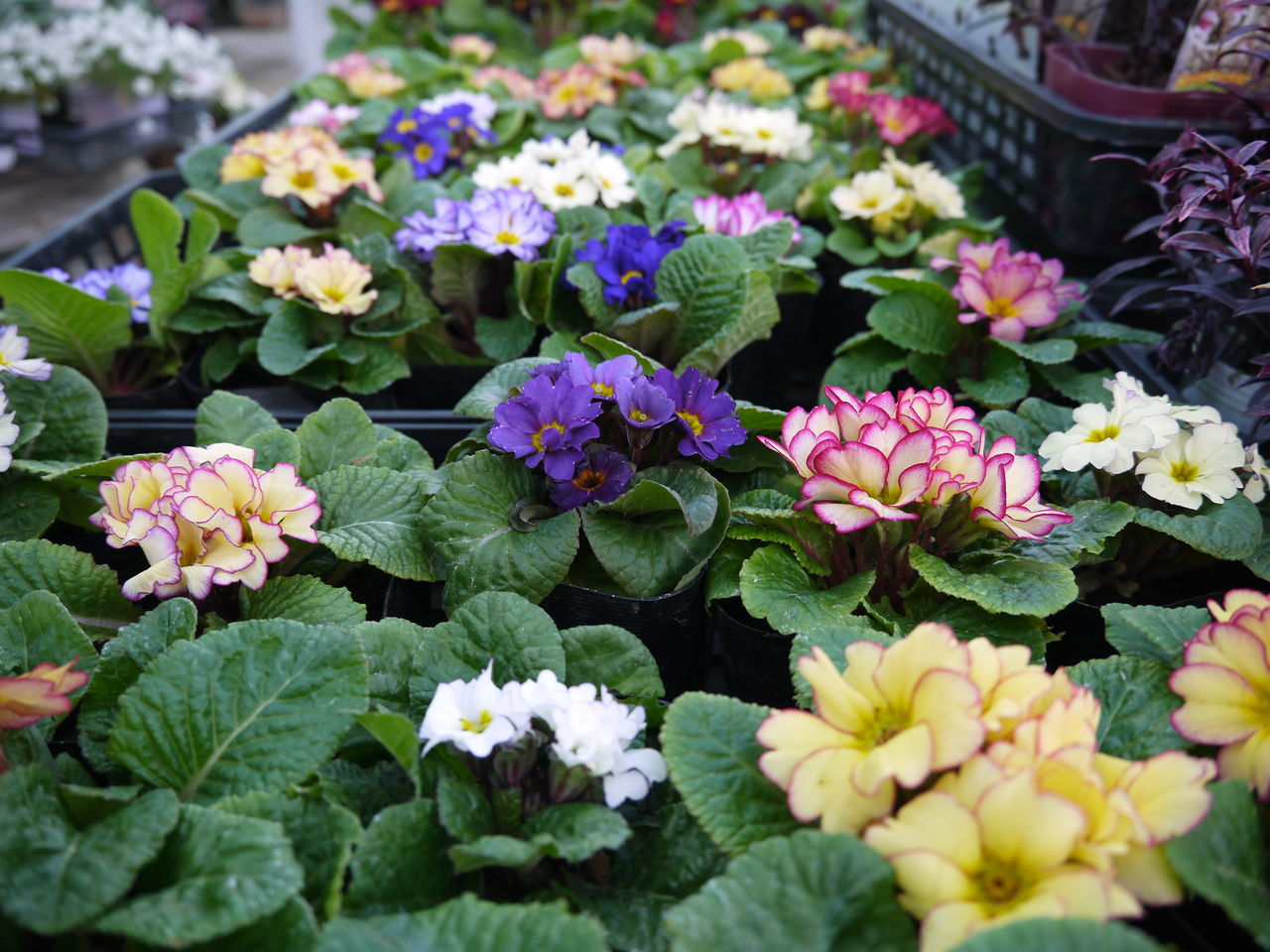 プリムラ ジュリアン フラワーガーデン花音