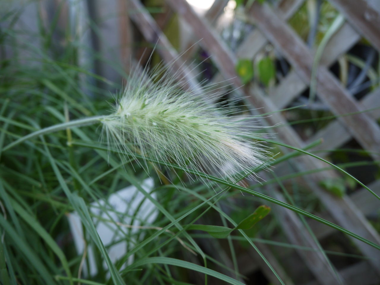 カルーナ と ギンギツネ フラワーガーデン花音